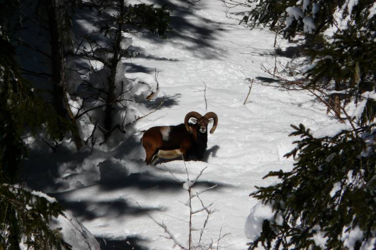Discovery outing - Meet the mouflon sheep image1