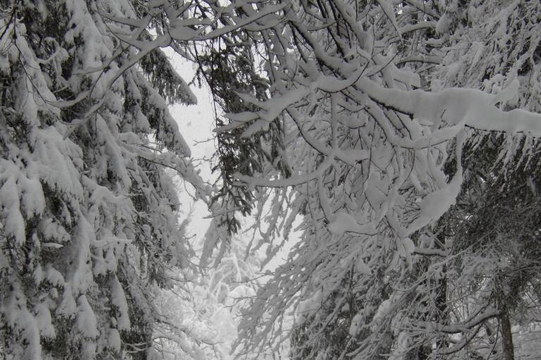 Snowshoe hike in the marvellous setting of Fer-à-Cheval image2