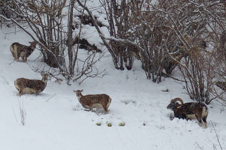 Sortie découverte - Randonnée accompagnée en raquettes : Les mouflons de la Montagne de Uble image1