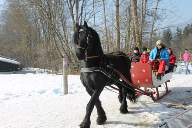 Balade à poney ou en poney-luge image2
