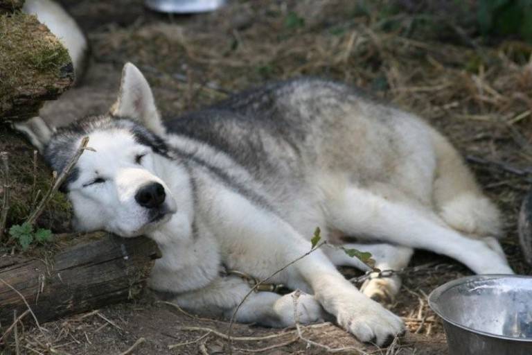 Cani Rando - Huskydalen image2