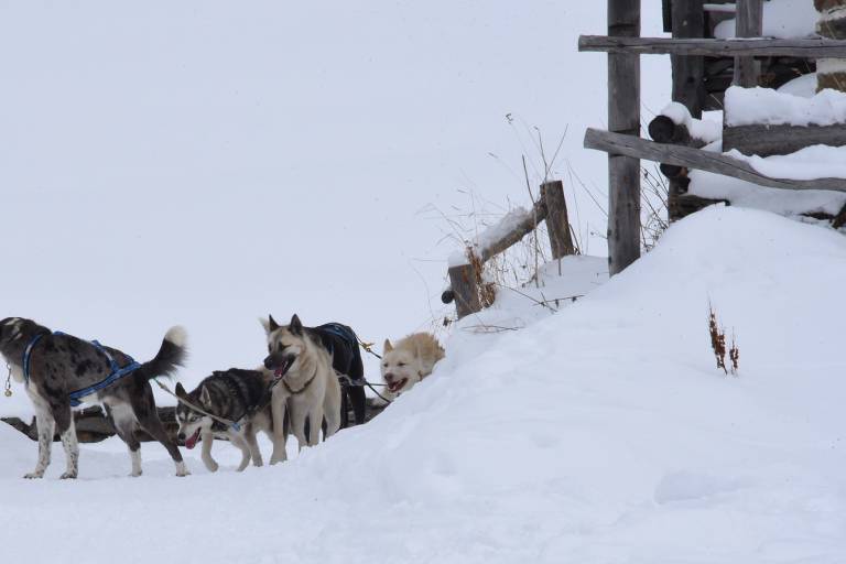 Conduite d'attelage chiens de traineau image2