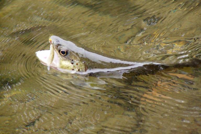 Fishing in the Malève image1