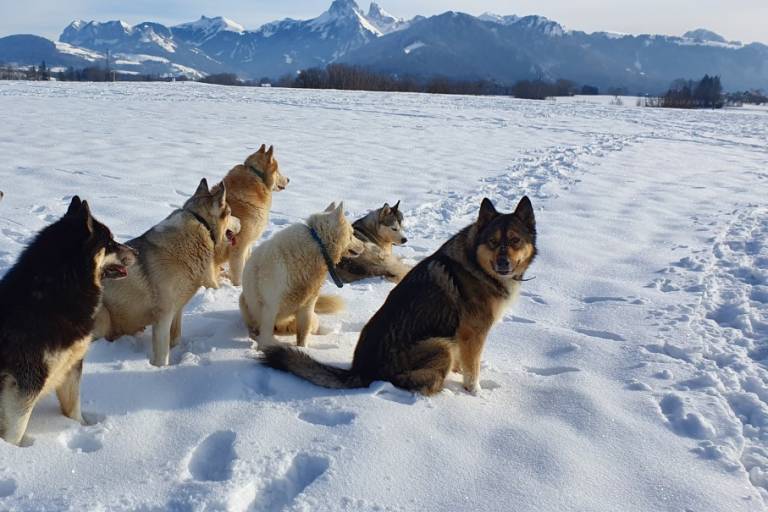Visit to an educational kennel image1