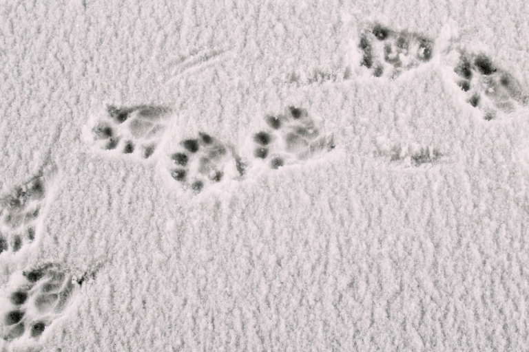 Sur les traces du Dahu - balade collective à raquette image1