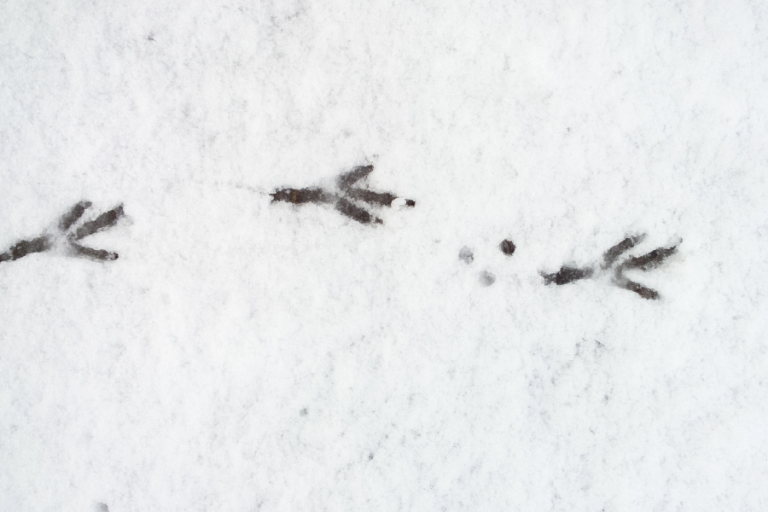 Sur les traces du Dahu - balade collective à raquette image2