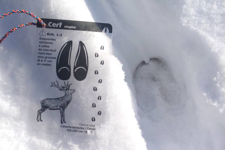 Balade raquettes famille En quête des empreintes image2