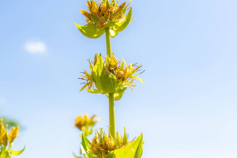 Stage : Créer son jardin médicinal image1