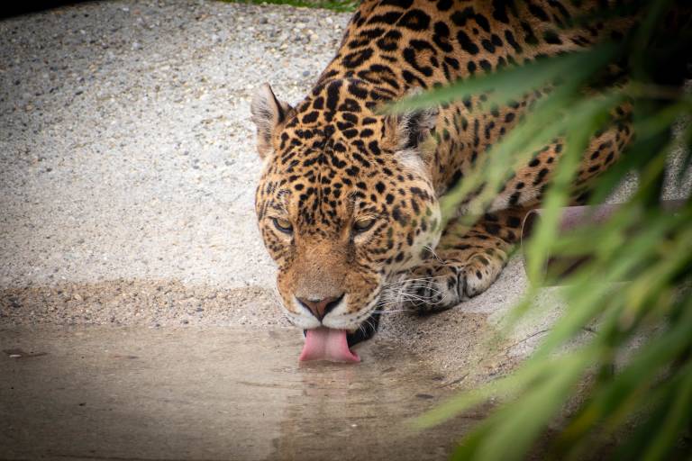 Zoo : Le Domaine des Fauves image2