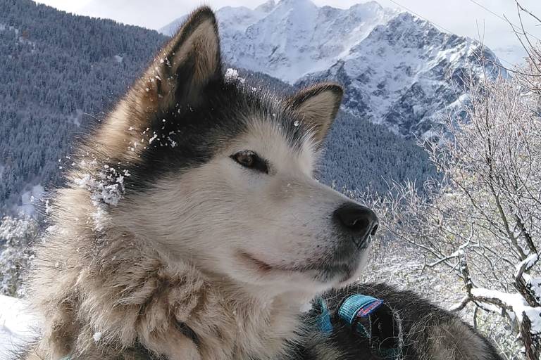 Activités avec chiens de traineaux image1