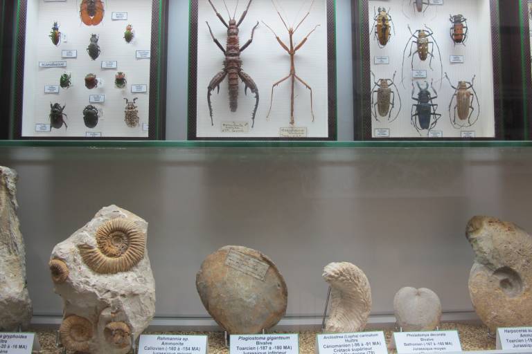 Museum of Natural History image1