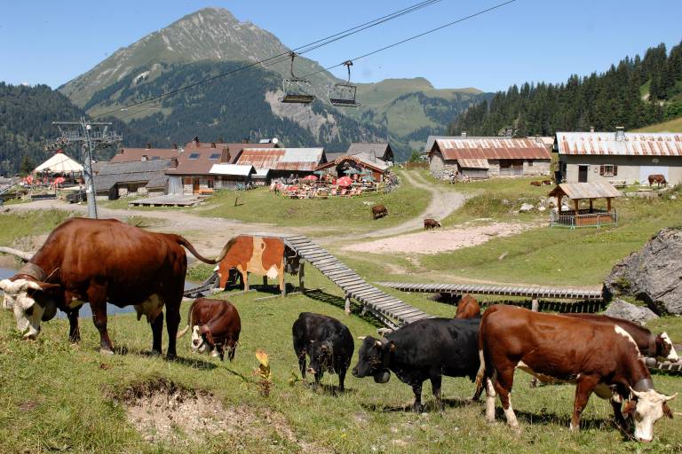 Alpage de Plaine Dranse image1