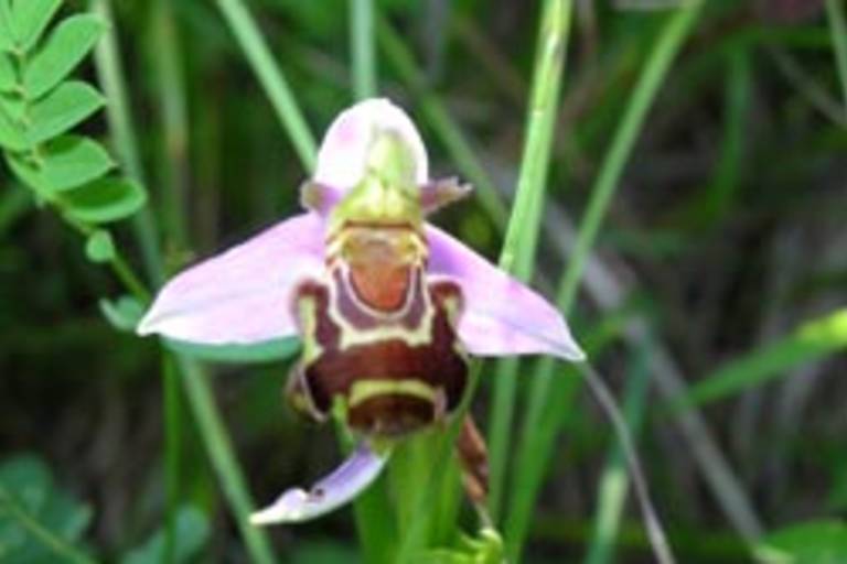 Orchides trail image2
