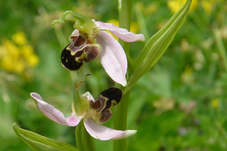 Orchides trail image1