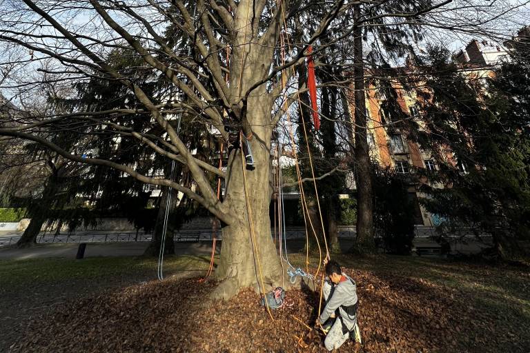 Yoga et grimpe d'arbres image2