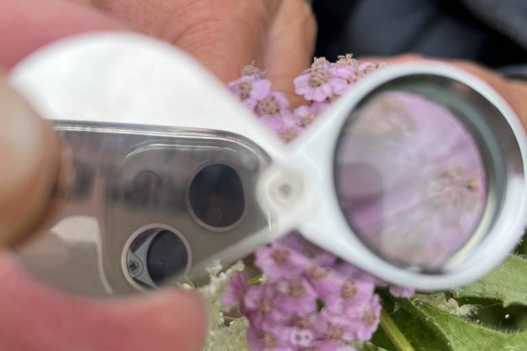 Balade à la découverte des plantes sauvages médicinales et culinaires image2