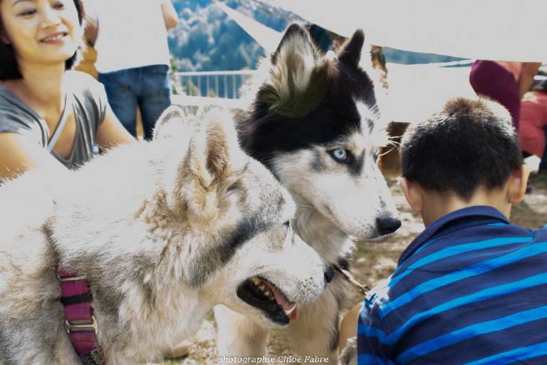 Mini musher - discovering sled dogs image1