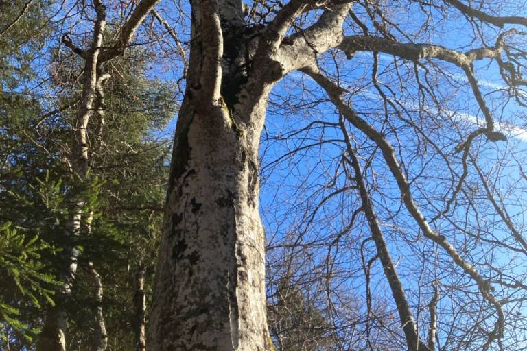 Atelier plantes sauvages, jardin et low-techs image1