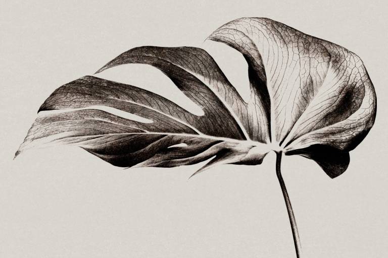 Stages Linogravure image1