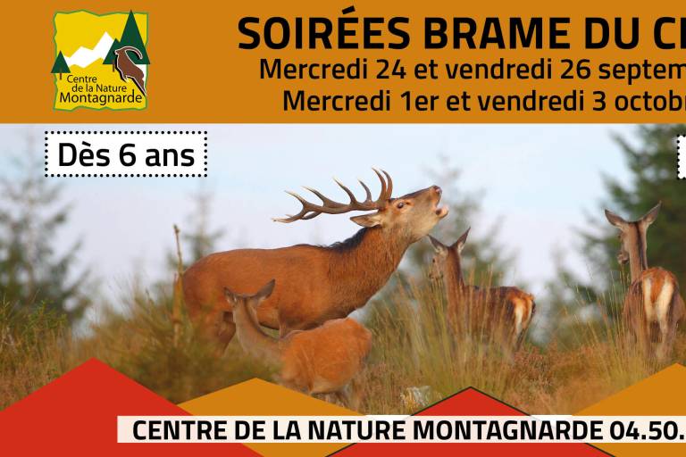 Soirées brame du cerf image1