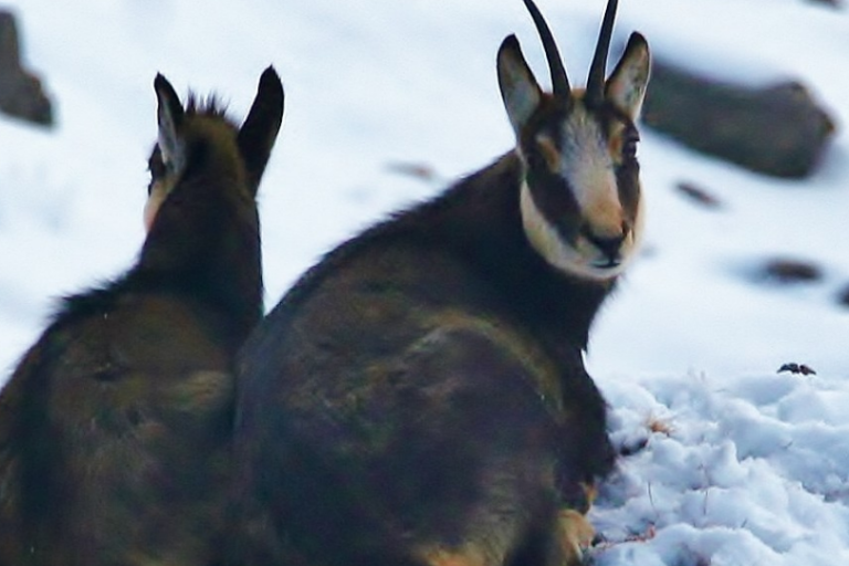 Sortie raquettes découverte de la faune à la pointe de Bellevue avec Cédric Cordonnier image2