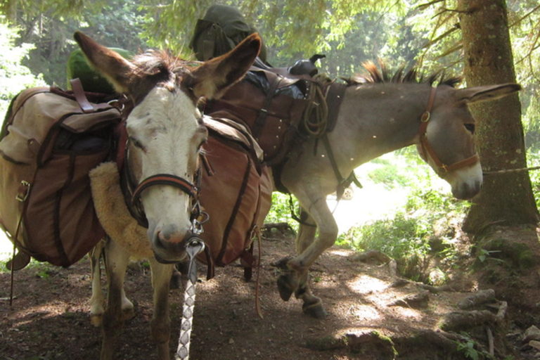 Rando ânes et bivouac - sortie accompagnée pour les enfants image1