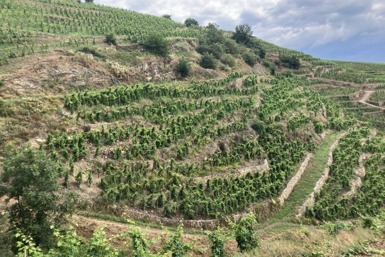 Visite des vignes en duo parents-enfants image1