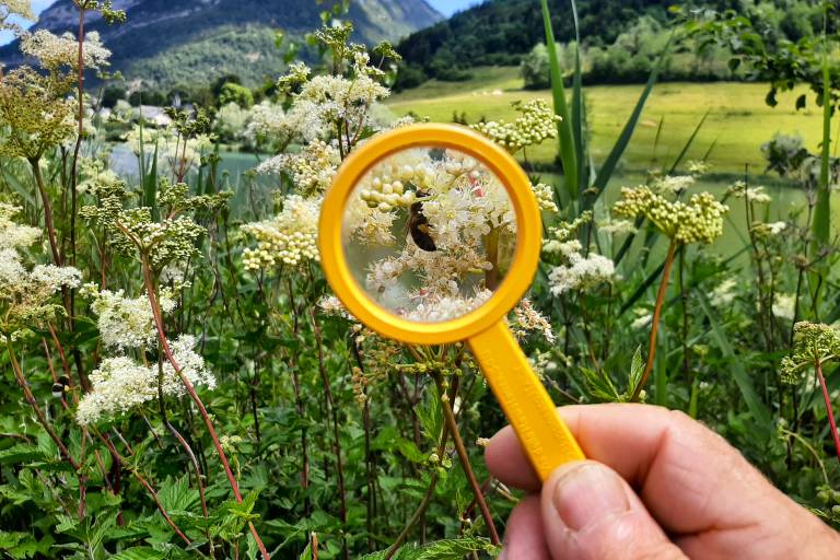 Balade gourmande : Plantes sauvages comestibles et médicinales de l'été image1