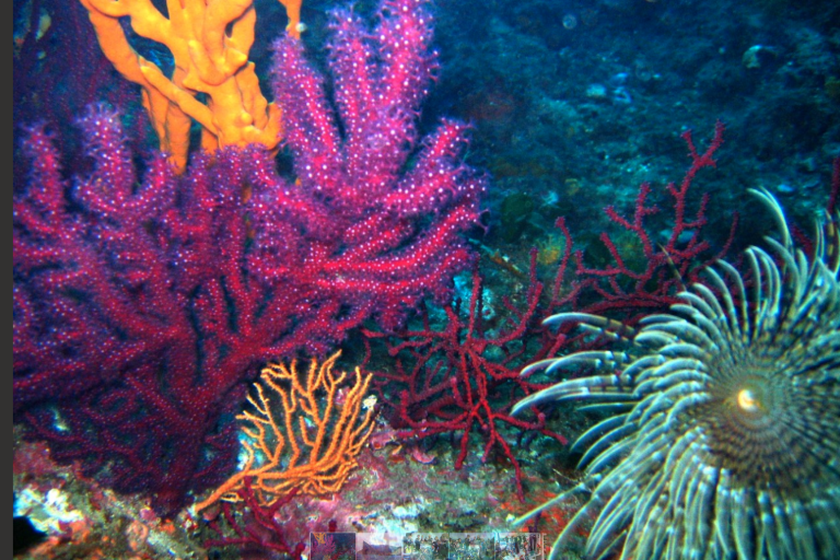 Explorations - Azur plongée image1