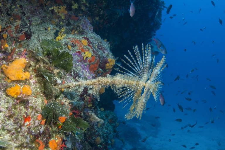 Explorations - Lecques Aquanaut image1