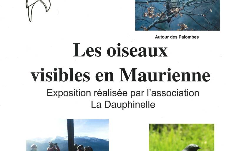 Exposition- Les oiseaux visibles en Maurienne image1