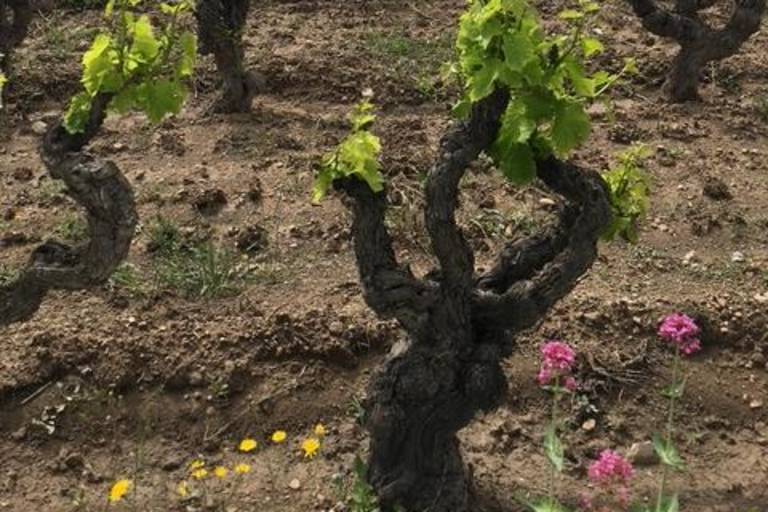 Insolite Wine Tour: Aperitive Tour image2