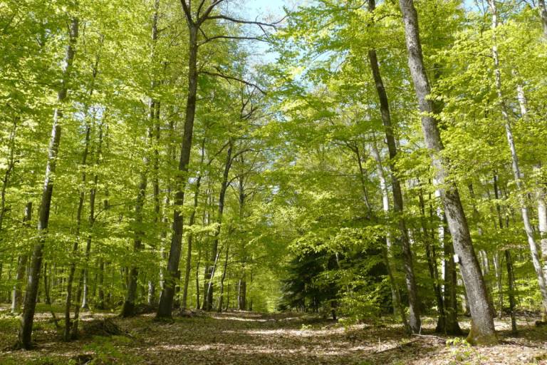 VTT'Sioule  36 km - Circuit N°4 image1