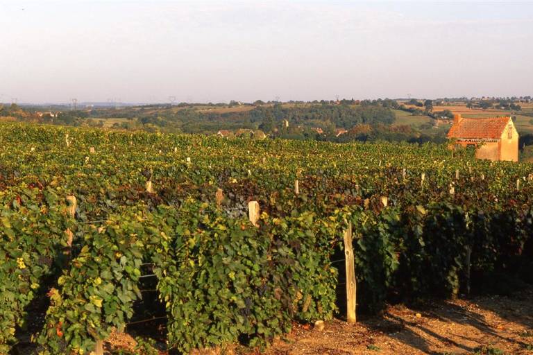 Les vignes de Saulcet - 6.5 km image2