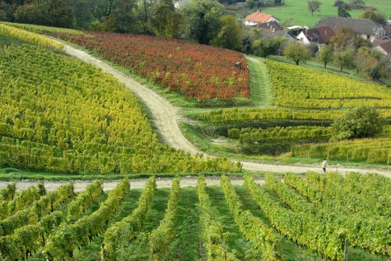 Vineyard Trail image1