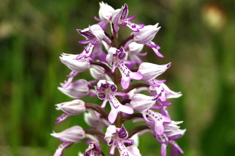 The Municipal Trail image1