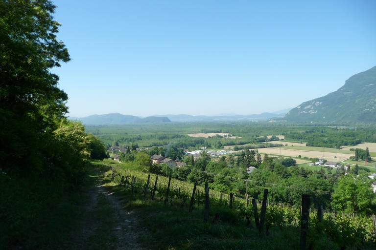 Chestnut Tree and the  "4" Trails image1