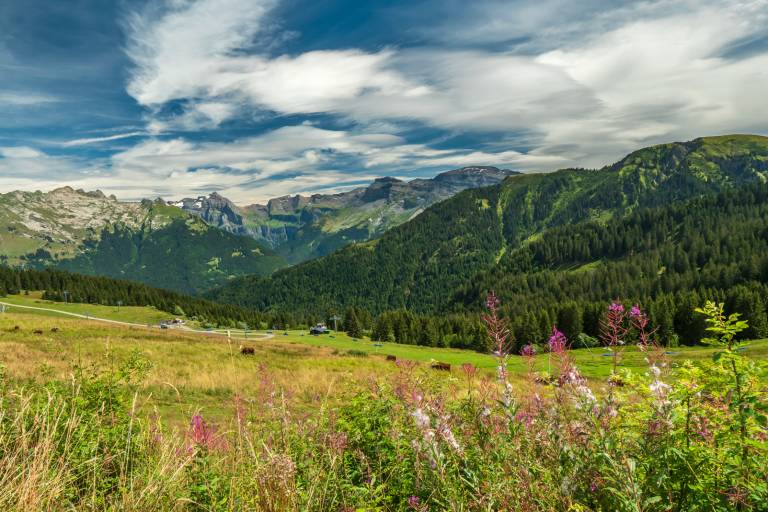 Walking itinerary: mountain walks, by gondola, to Samoëns 1600 image1