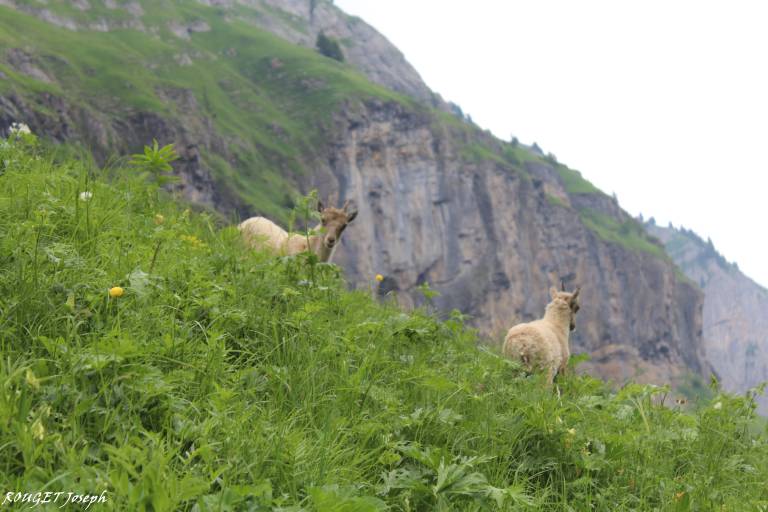 Hiking itinerary: Grande Traversée des Alpes - GR 5 - Stage: Samoëns - Chalet d'Anterne image1