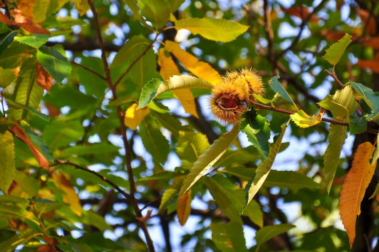 Le Tour de la Haute Cévenne d'Ardèche image1