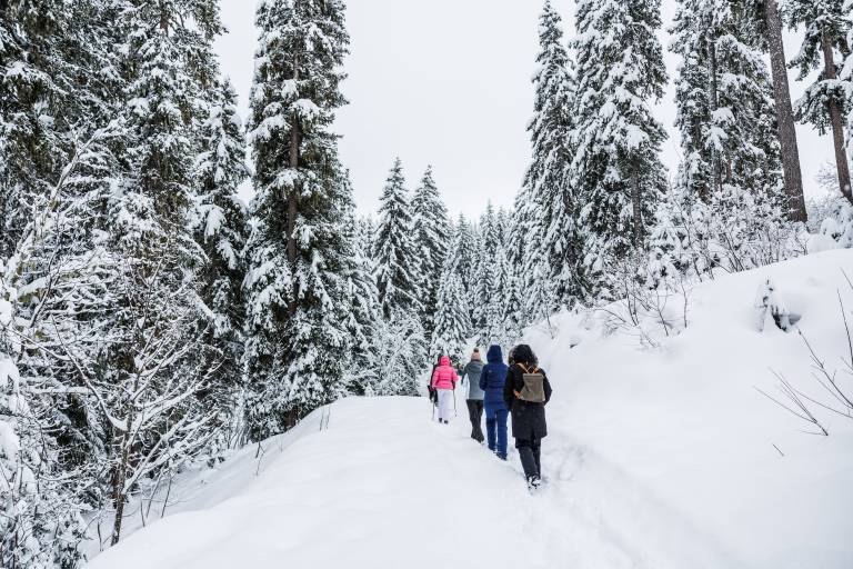WINTER PATH "Fontany forest" image1