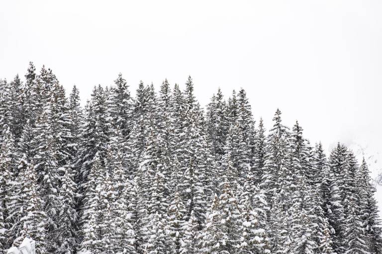 H - La forêt du Laition (hiver) image1
