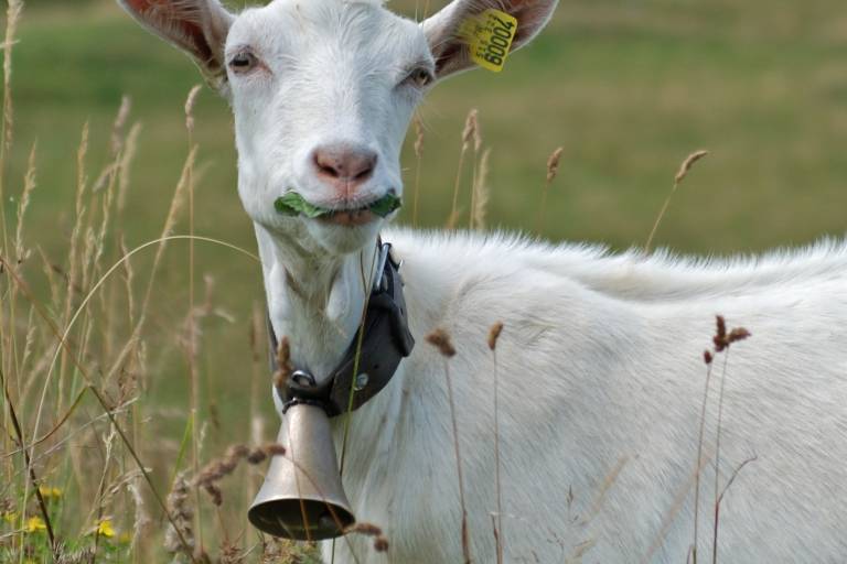 Walking itinerary: Alpage de la Vieille image1