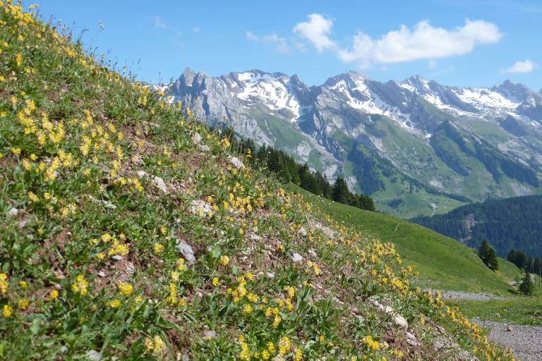 Tour du Lachat - Cross country MTB route no. 4 image2