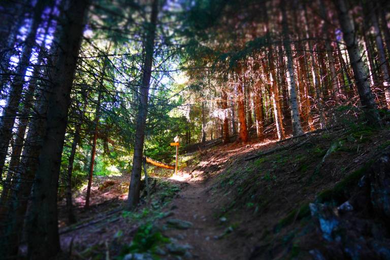 Le plan du Cerf image1