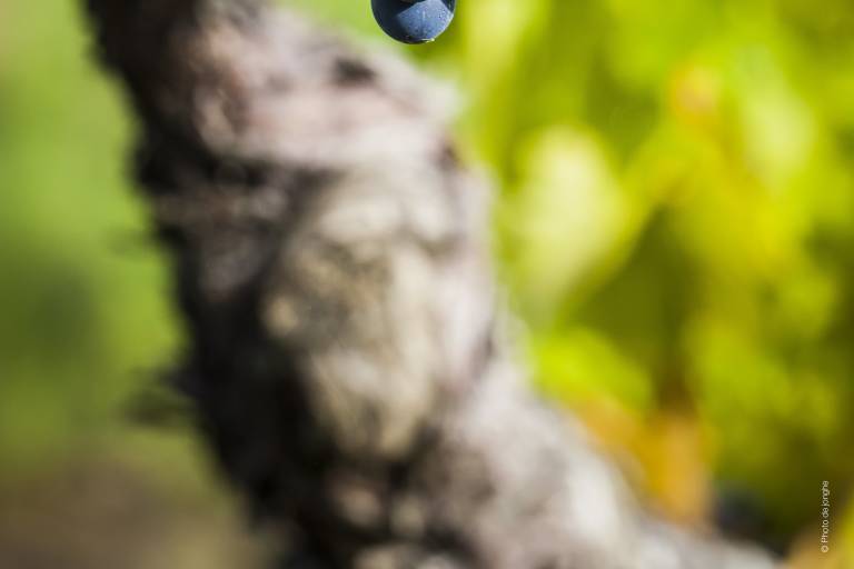 PR 3 : Circuit des vignes et châteaux image1