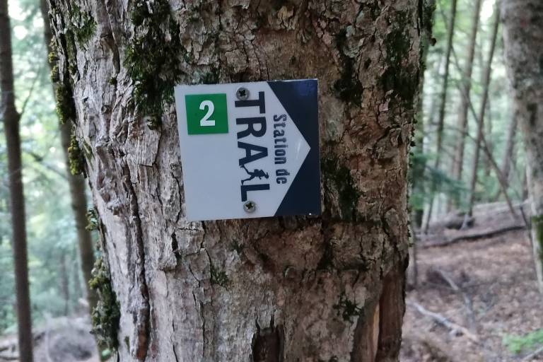 La Forêt de l'Ours  - n°2 - Vert image2