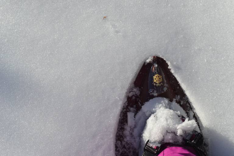 Circuit raquettes et pédestre de Précourt image1