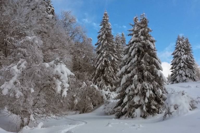 Snowshoeing treks « La Croix des Bergers et les Creusates » image1
