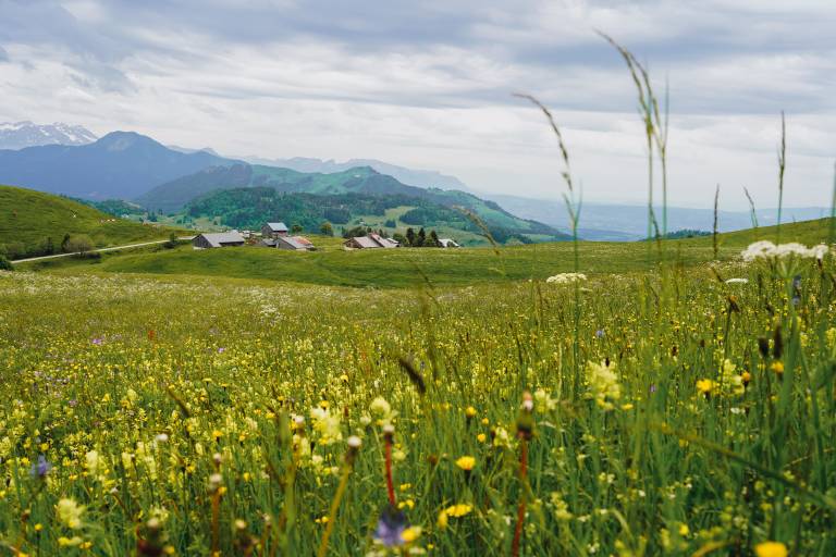 Sentier de randonnée - Le tour du plateau de Plaine Joux image2